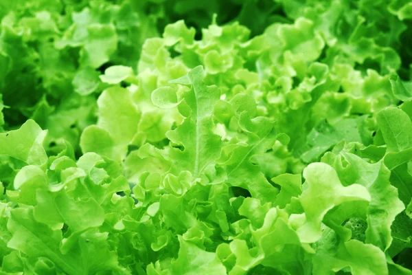 Lechuga hidropónica — Foto de Stock