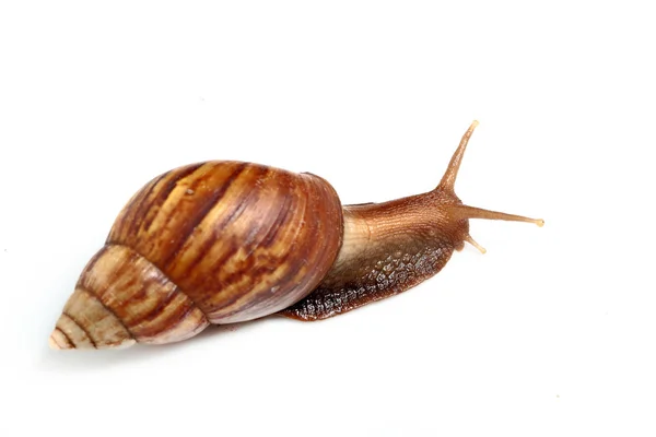 Snail Crawling — Stock Photo, Image