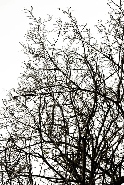 Abstract Silhouette Branches — Zdjęcie stockowe