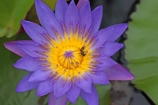 蜜蜂活动 — 图库照片