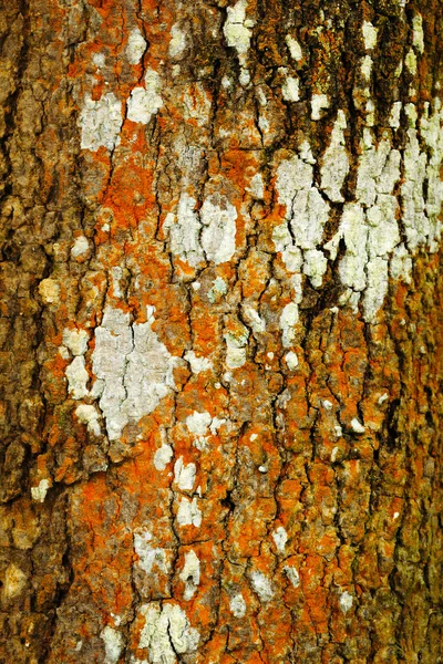 Corteza de árbol de textura —  Fotos de Stock