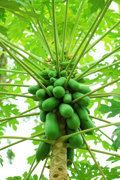Verde giovane papaya — Foto Stock