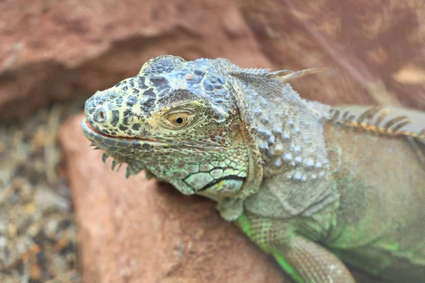 Närbild iguana — Stockfoto