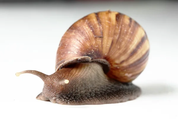 Old Snail Macro — Stock Photo, Image