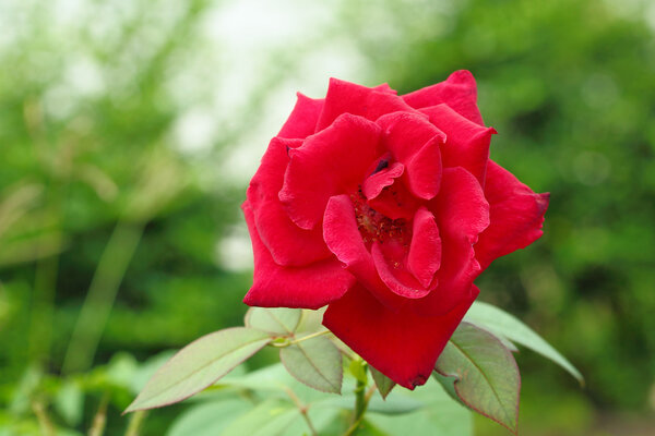 Red Rose