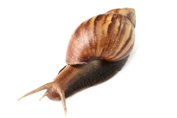 Snail Crawling — Stock Photo, Image