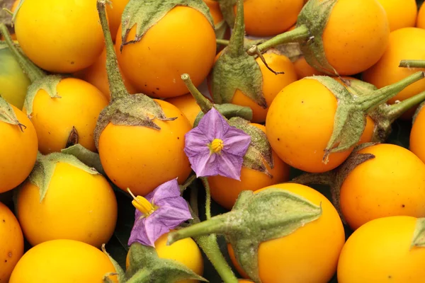 Yellow Eggplant — Stock Photo, Image