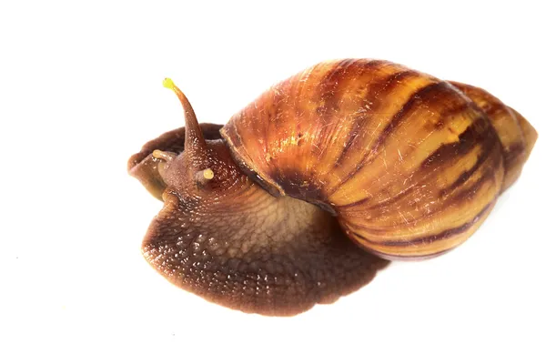 蜗牛爬行 — 图库照片