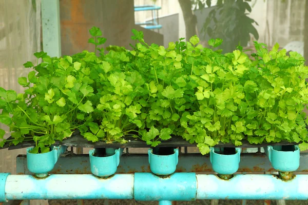 Hydroponic Sla — Stockfoto