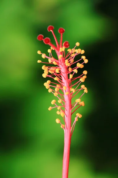 Hibiscus polen — Stok fotoğraf