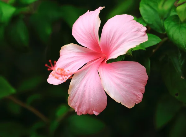 Ροζ λουλούδι ιβίσκου — Φωτογραφία Αρχείου
