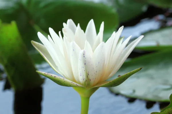 Lirio de agua blanca —  Fotos de Stock