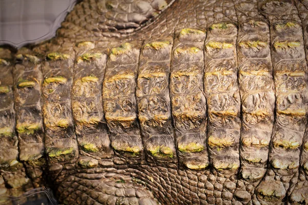 Krokodilen vid liv förkroppsligar — Stockfoto