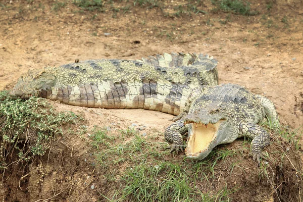 Naturen krokodil — Stockfoto