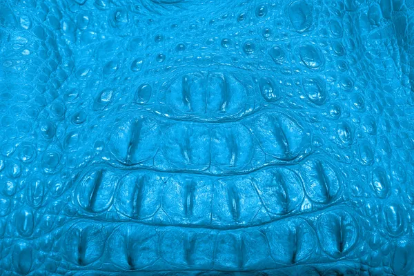 蓝色鳄鱼皮 — 图库照片