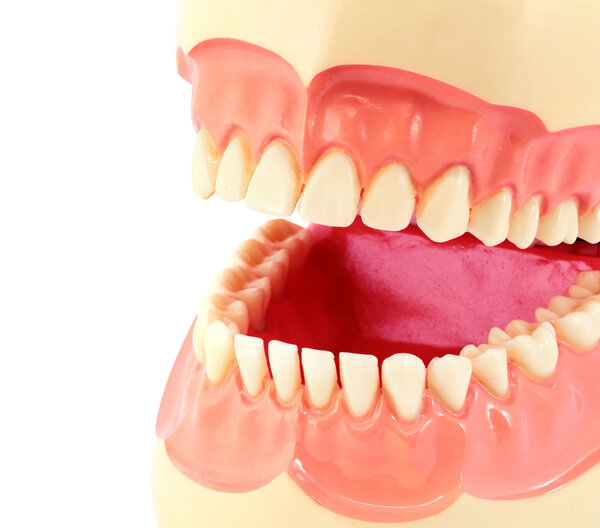 Teeth Model