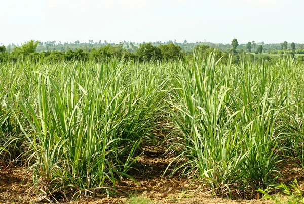 Sugarcane Field — Stock Photo, Image