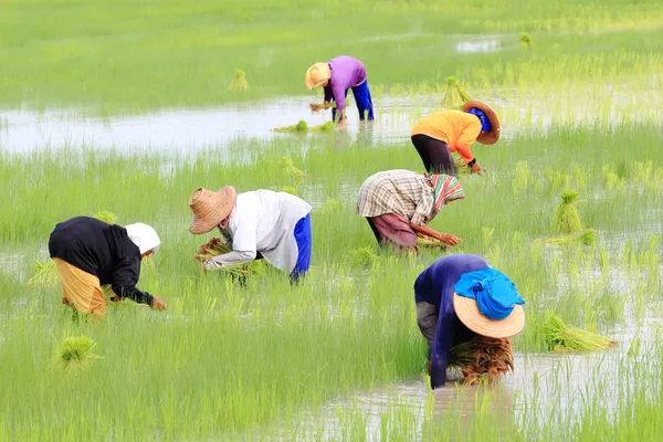 Thai Rice Farmer — Stock Photo, Image