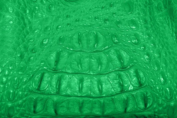 Piel de cocodrilo verde — Foto de Stock