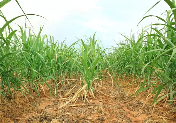 şeker kamışı alan