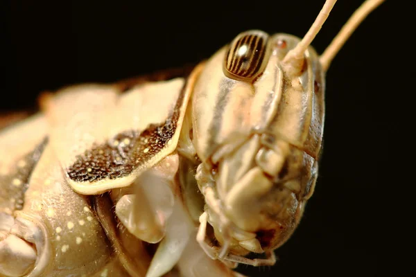 깊이 메뚜기 — 스톡 사진