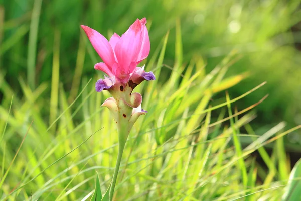 Tulipa-siam — Fotografia de Stock