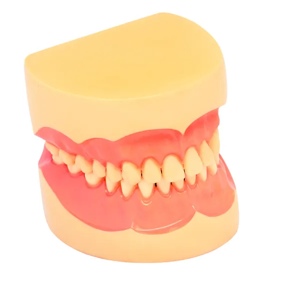 Teeth Model — Stock Photo, Image