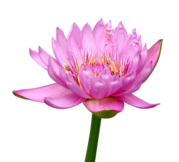 Pink Waterlily Isolated — Stock Photo, Image