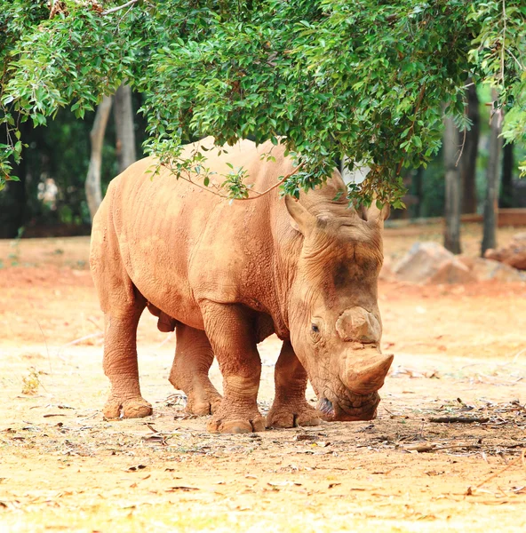 White Rhinoceros — Stock Photo, Image