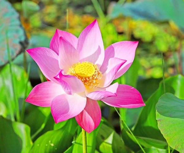 Lotus Aquatic Flora — Stock Photo, Image