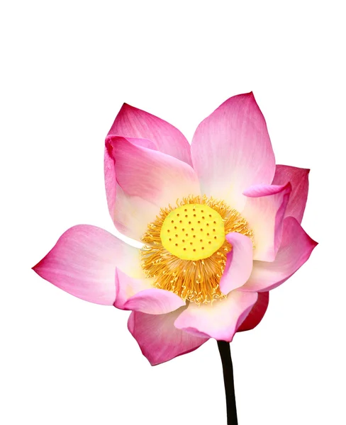 Lotus вырез — стоковое фото