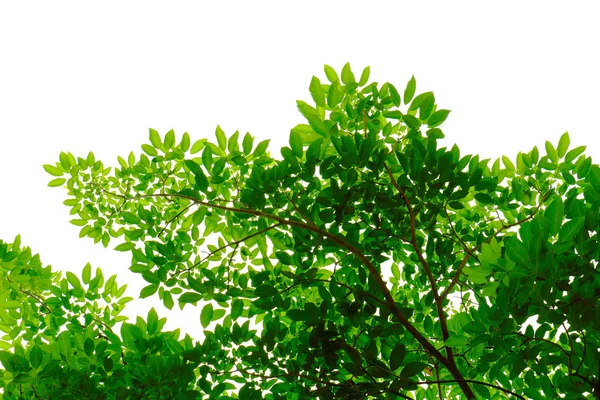 Ветви зелёных листьев — стоковое фото