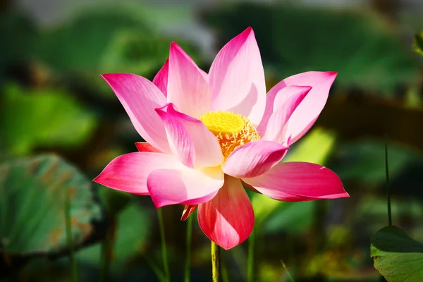 Lotus Aquatic Flora — Stock Photo, Image