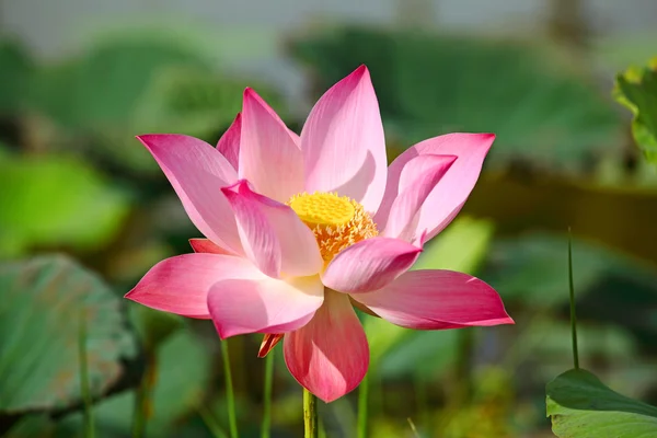 Pink Lotus — Stock Photo, Image