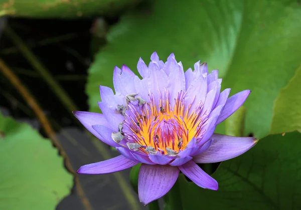 ロータス花植物 — ストック写真