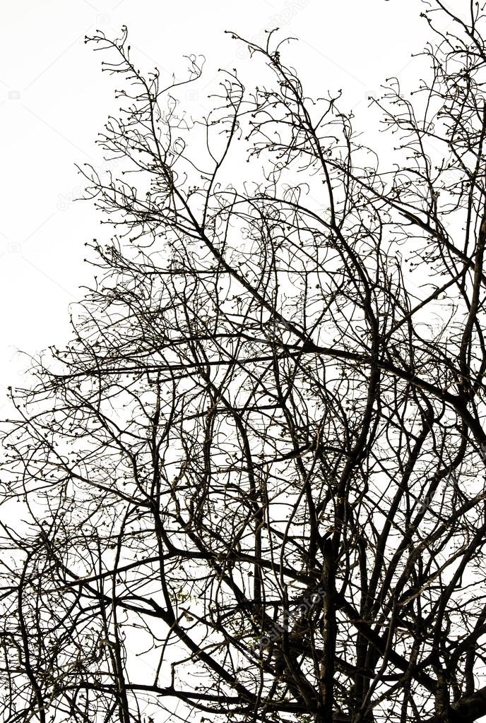 Abstract Silhouette Branches