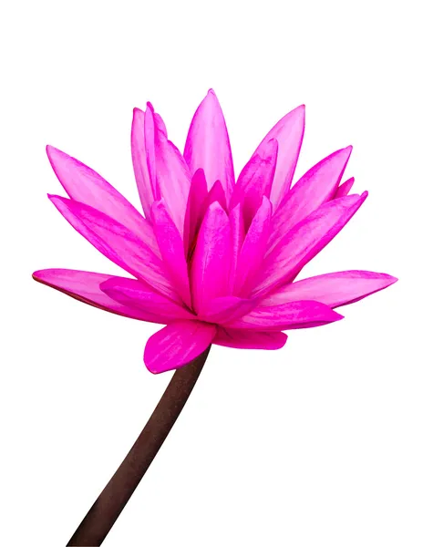 Pink Lotus — Stock Vector