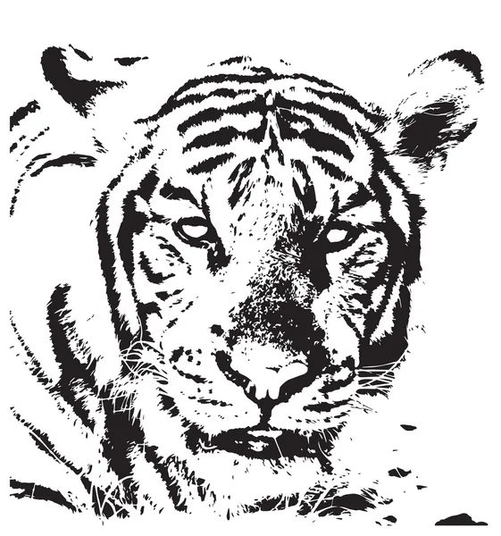 Traced Tiger — Stock Vector