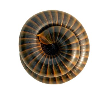 Millipede Многоножка