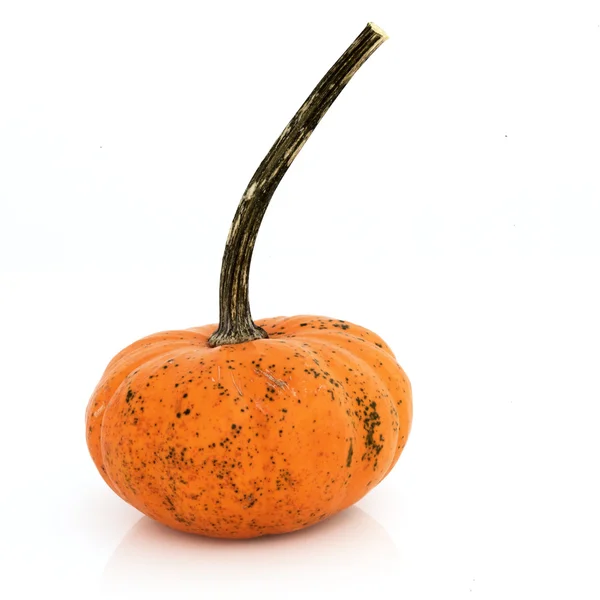 Isolated Fancy Pumpkin — Stock Photo, Image