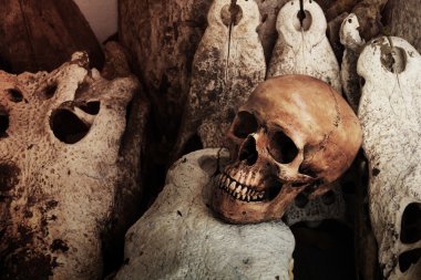 Timsah Kurukafa iskelet