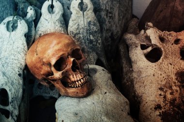 Timsah Kurukafa iskelet