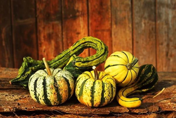 Raw Fancy Pumpkin — Stock Photo, Image