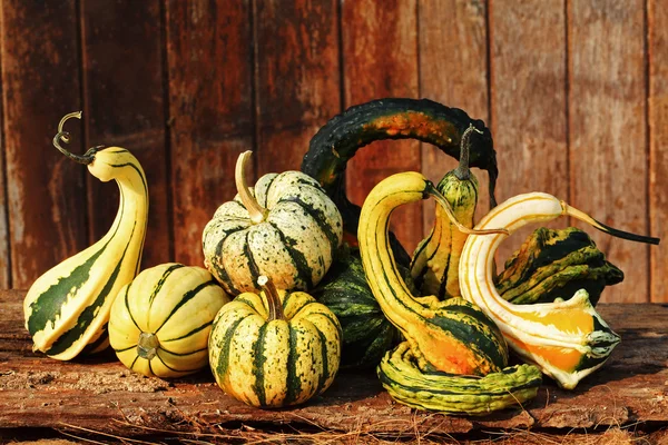 Fancy Pumpkin Art — Stock Photo, Image