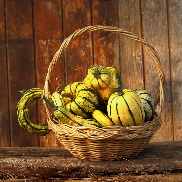 Raw fancy pumpkins — Stock Photo, Image