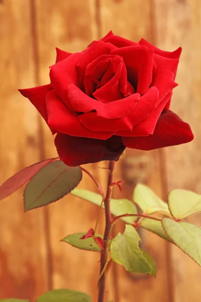Rosa roja floreciente — Foto de Stock