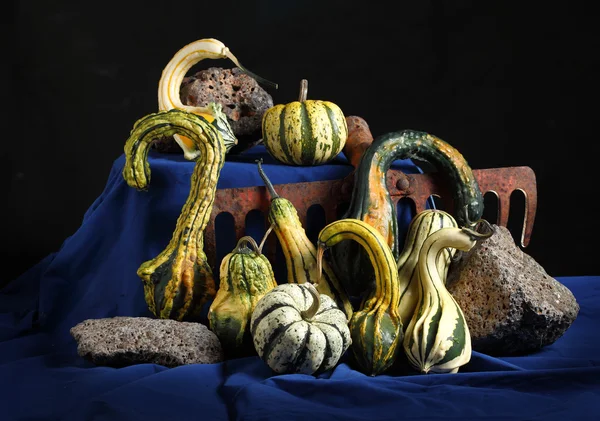 Raw fancy pumpkins — Stock Photo, Image