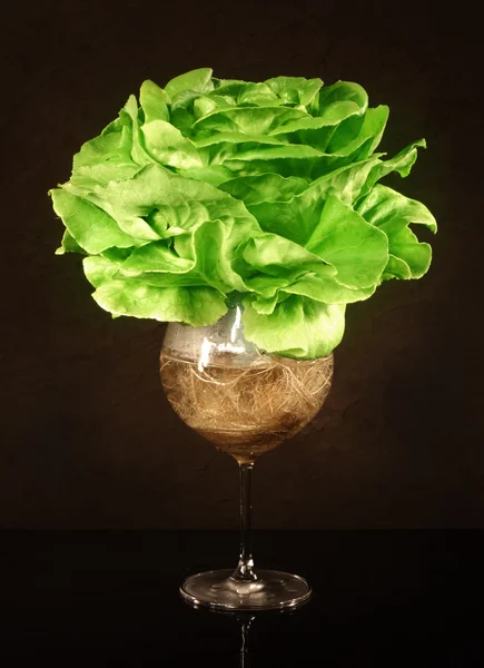 Butter Head hydroponic salad — Stock Photo, Image