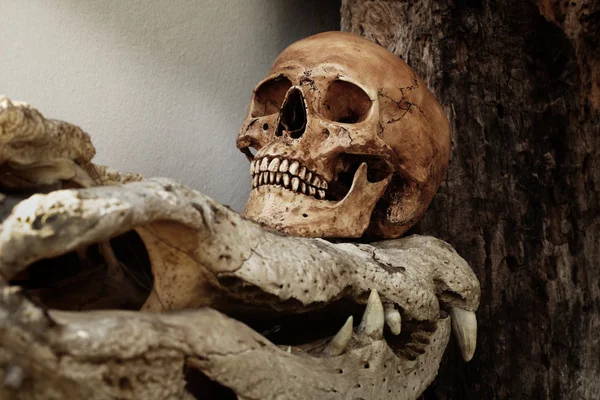 Esqueleto con cráneos de cocodrilo —  Fotos de Stock