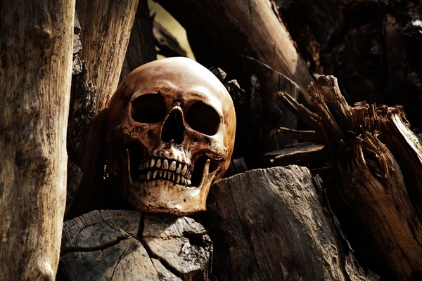 Esqueleto de madeira morta — Fotografia de Stock